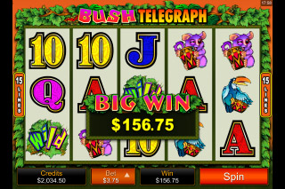 Bush Telegraph Slot Big Win