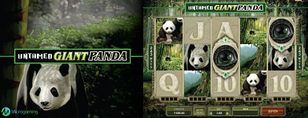Untamed Giant Panda Online Slot Machine